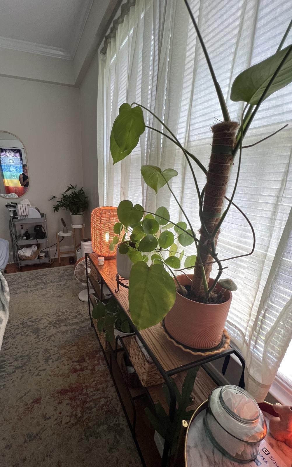 A sunny window with plants inside the suite